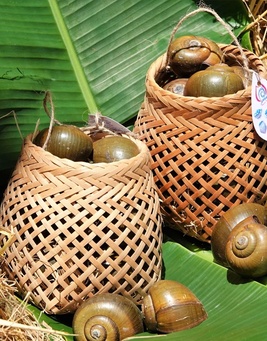 Ốc Treo Giàn Bếp