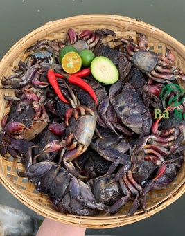 Ba Khía Muối Rạch Gốc